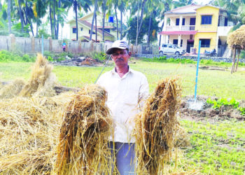 अवकाळीमुळे भातपिकास फुटले कोंब