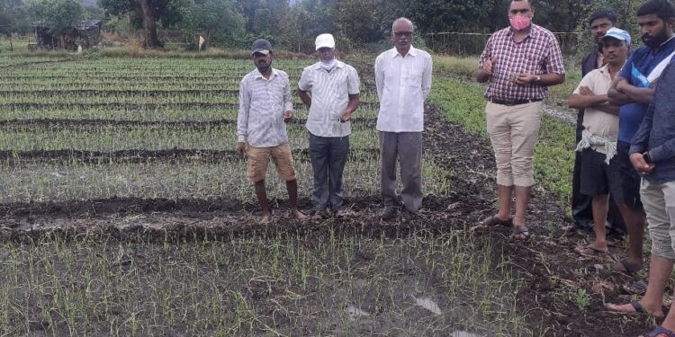 अवकाळीच्या फेर्‍यात पांढरं सोनं