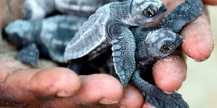 ऑलिव्ह रिडले कासवाची अंडी उशिरा