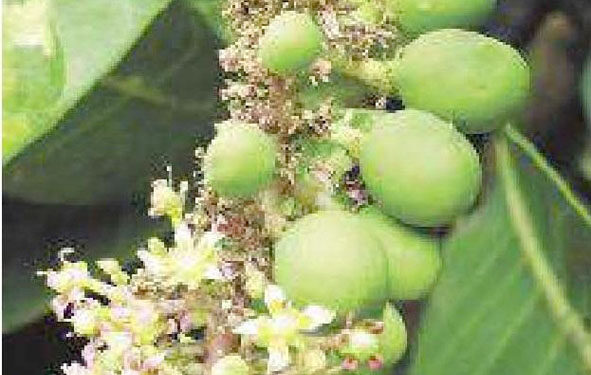 हापूसवर अवकाळीचे संकट; हंगाम लांबणीवर