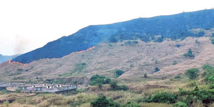 ओवे डोंगरावर पुन्हा वणवा; शेकडो झाडे जळून खाक