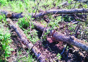 युनायटेड ग्रुपकडून झाडांची कत्तल; शासनाच्या नियमांची पायमल्ली