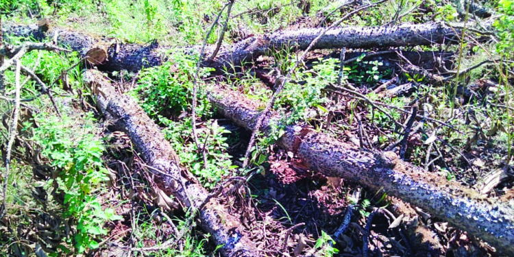 युनायटेड ग्रुपकडून झाडांची कत्तल; शासनाच्या नियमांची पायमल्ली