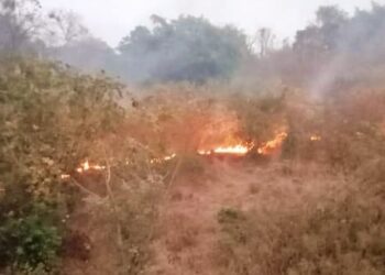 वणव्यांमुळे जिल्ह्यातील वनसंपदेवर आघात