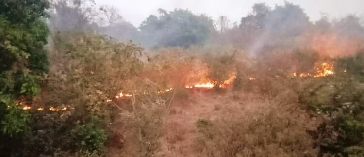 वणव्यांमुळे जिल्ह्यातील वनसंपदेवर आघात