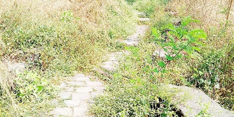 कर्जत तहसीलची पायवाट हरवली गवतात; सामान्यांचे हाल