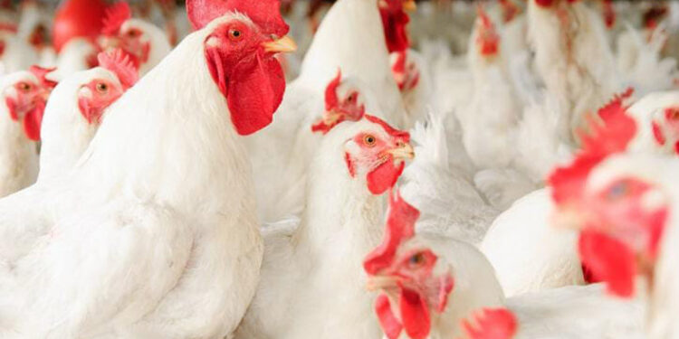 पोल्ट्रीतील उग्र वास बंद होईना; बीडखुर्द येथील ग्रामस्थ हैराण