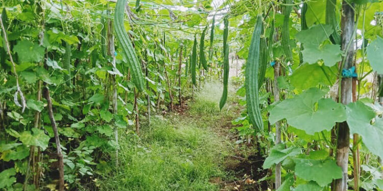 शिराळीच्या उत्पादनातून भरघोस कमाई