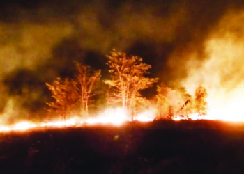 वणव्यांमुळे पशू-पक्ष्यांचा जीव धोक्यात; ठोस उपाययोजना करण्याची गरज