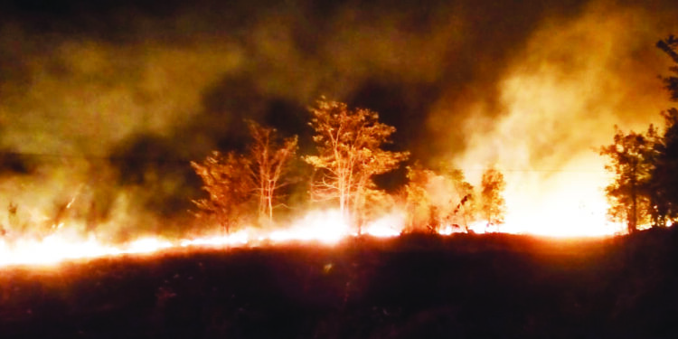 वणव्यांमुळे पशू-पक्ष्यांचा जीव धोक्यात; ठोस उपाययोजना करण्याची गरज