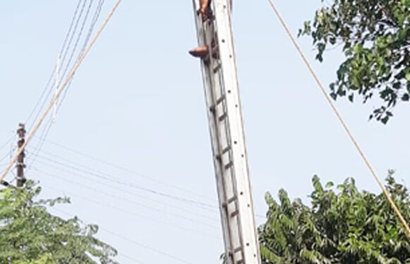 चिंचवली येथील जुने वीज खांब बदलले