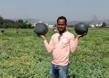 कुंडलिकेच्या काठी कलिंगडाचा मळा