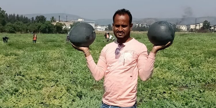 कुंडलिकेच्या काठी कलिंगडाचा मळा