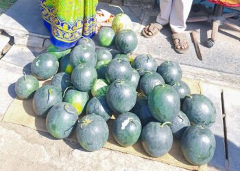 आदाडच्या प्रसिद्ध कलिंगडांचे मुरूड मार्केटमध्ये आगमन