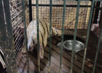 महाडमध्ये खवल्या मांजराची तस्करी उघड