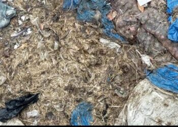 स्मशानभूमीजवळ खराब मासाची रास