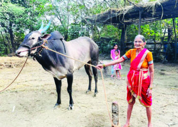आनंदीबाई मुंगाजी आजीला बैलांचा लळा