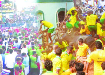 तामिळनाडूत ‘जलीकट्टू’ला गालबोट