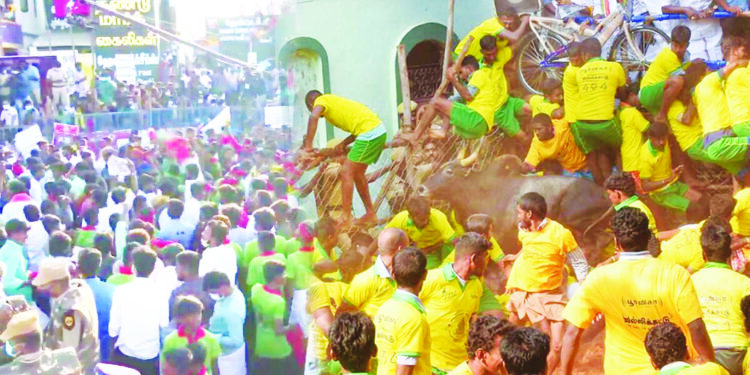 तामिळनाडूत ‘जलीकट्टू’ला गालबोट