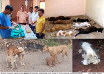 पोलादपुरात श्‍वान निर्बिजीकरणाची मोहीम निष्फळ