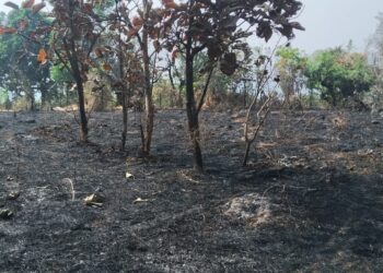 वणव्यात झाडे जळून खाक