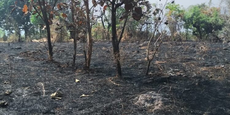 वणव्यात झाडे जळून खाक