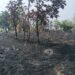 वणव्यात झाडे जळून खाक