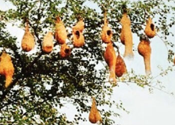 वृक्षतोडीमुळे सुगरणीचा खोपा टांगणीला