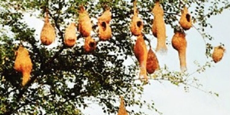 वृक्षतोडीमुळे सुगरणीचा खोपा टांगणीला