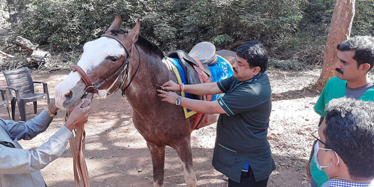माथेरानमध्ये घोड्यांचे रेबीज लसीकरण