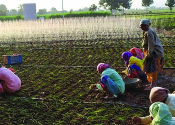 शेतकर्‍याचं पांढरं सोनं धोक्यात