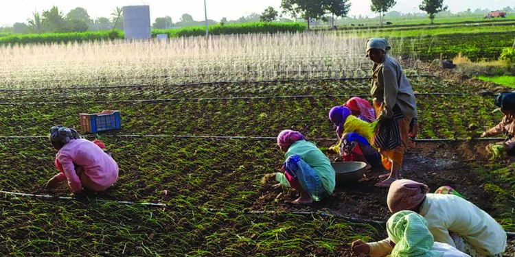 शेतकर्‍याचं पांढरं सोनं धोक्यात