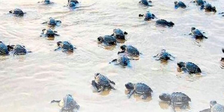 वेत्ये किनारी पहिले कासवाच्या अंड्यांचे घरटे तयार