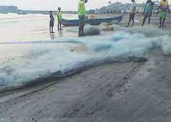 शासनाने सागरी कायद्याची अंमलबजावणी करावी