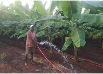 भातशेतीला केळी बागेची जोड