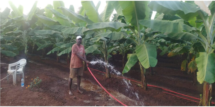 भातशेतीला केळी बागेची जोड