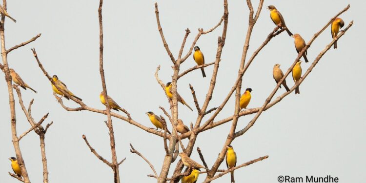 जिल्ह्यात पक्षी निरीक्षण क्षेत्र बहरली