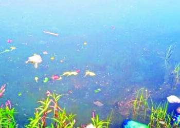 पाली अंबा नदीत चक्क मेलेल्या कोंबडया व मासळी,