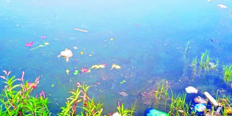 पाली अंबा नदीत चक्क मेलेल्या कोंबडया व मासळी,