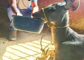 वांगणीमध्ये जखमी सांबर मादीला जीवदान