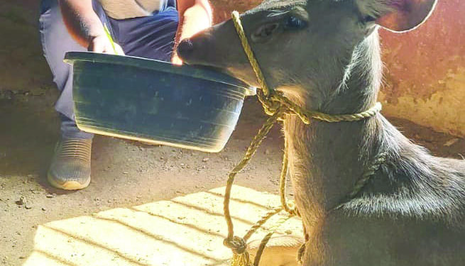 वांगणीमध्ये जखमी सांबर मादीला जीवदान