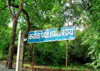ध्वनी प्रदूषणामुळे गुदमरतोय पक्षांचा जीव