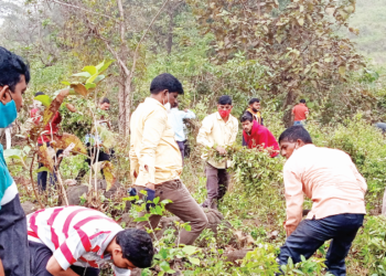 श्री सदस्यांनी फुलवली वनराई
