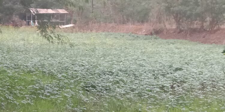 उरणमध्ये बहरले वालाचे पिक