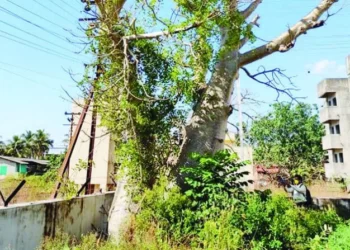 रत्नागिरीत 400 वर्षांपूर्वीचा दुर्मिळ बाओबाब वृक्ष