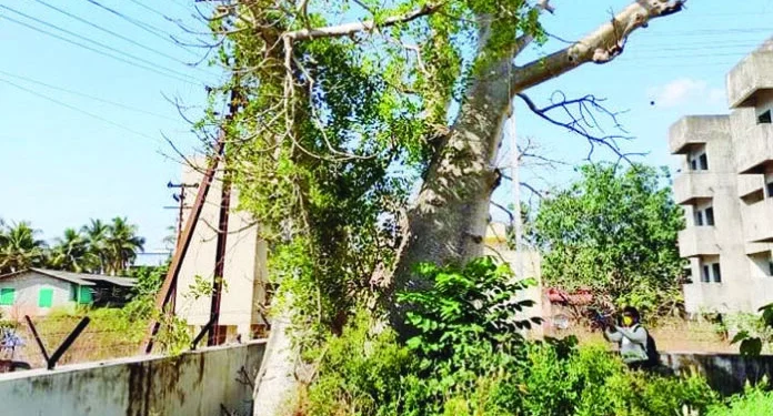 रत्नागिरीत 400 वर्षांपूर्वीचा दुर्मिळ बाओबाब वृक्ष