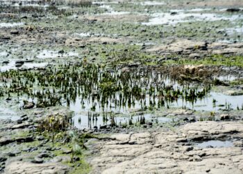 विहूरमध्ये तिवरांची कत्तल करणारे अटकेत