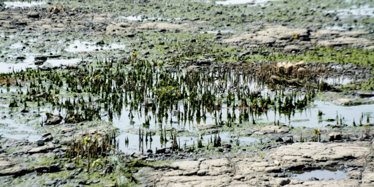 विहूरमध्ये तिवरांची कत्तल करणारे अटकेत