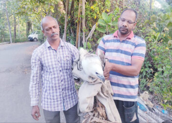 श्रीवर्धनमध्ये पांढर्‍या गरुडाला जीवदान