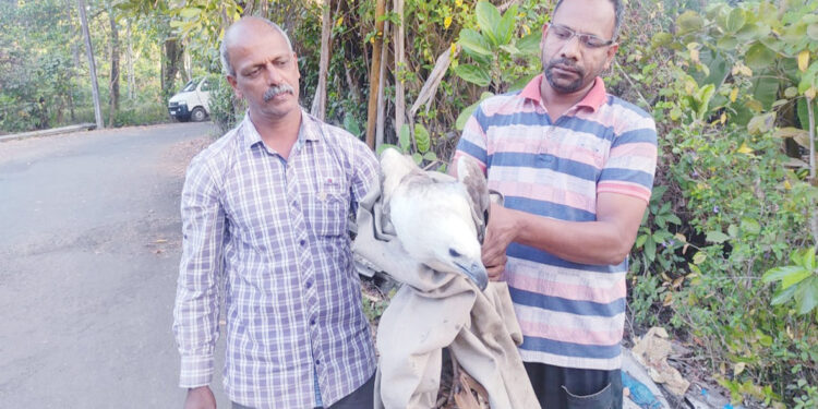 श्रीवर्धनमध्ये पांढर्‍या गरुडाला जीवदान